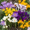Krokus 'Botanisk Blanding'