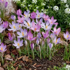 Krokus Botanisk Mix 'Crocus tommasinianu'
