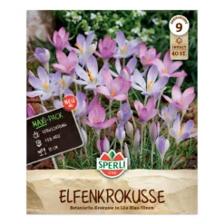Krokus Botanisk Mix 'Crocus tommasinianu'