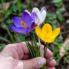 Krokus 'Havekrokus Mix'