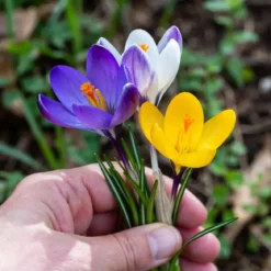 Krokus 'Havekrokus Mix'
