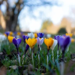 Krokus 'Havekrokus Mix'