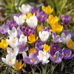 Krokus 'Havekrokus Mix'