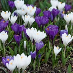 Krokus 'Havekrokus Mix'