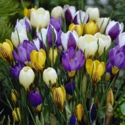 Krokusløg, Botanisk blanding - 15 løg