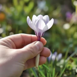 Krokusløg, Vild krokus Prins Claus - 10 løg