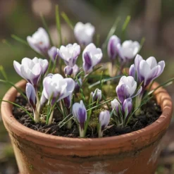 Krokusløg, Vild krokus Prins Claus - 10 løg