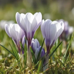 Krokusløg, Vild krokus Prins Claus - 10 løg