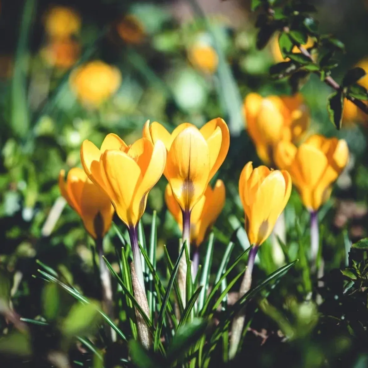 Krokus 'Store Gule'