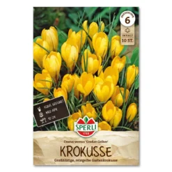 Krokus 'Store Gule'
