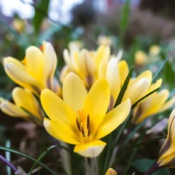 Krokus 'Store Gule'
