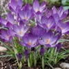 Krokus 'Tommasinianus'