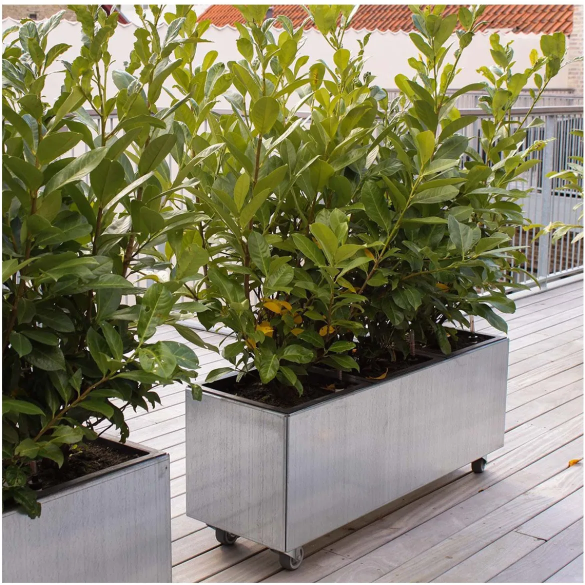 Land Modern – Aflang plantekasse i galvaniseret stål på hjul - 60 x 120 cm