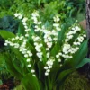Liljekonval Convallaria majalis - 5 løg