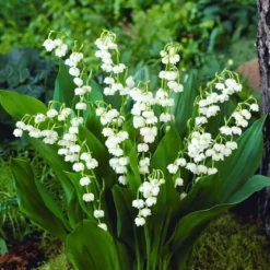Liljekonval Convallaria majalis - 5 løg