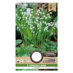Liljekonval Convallaria majalis - 5 løg