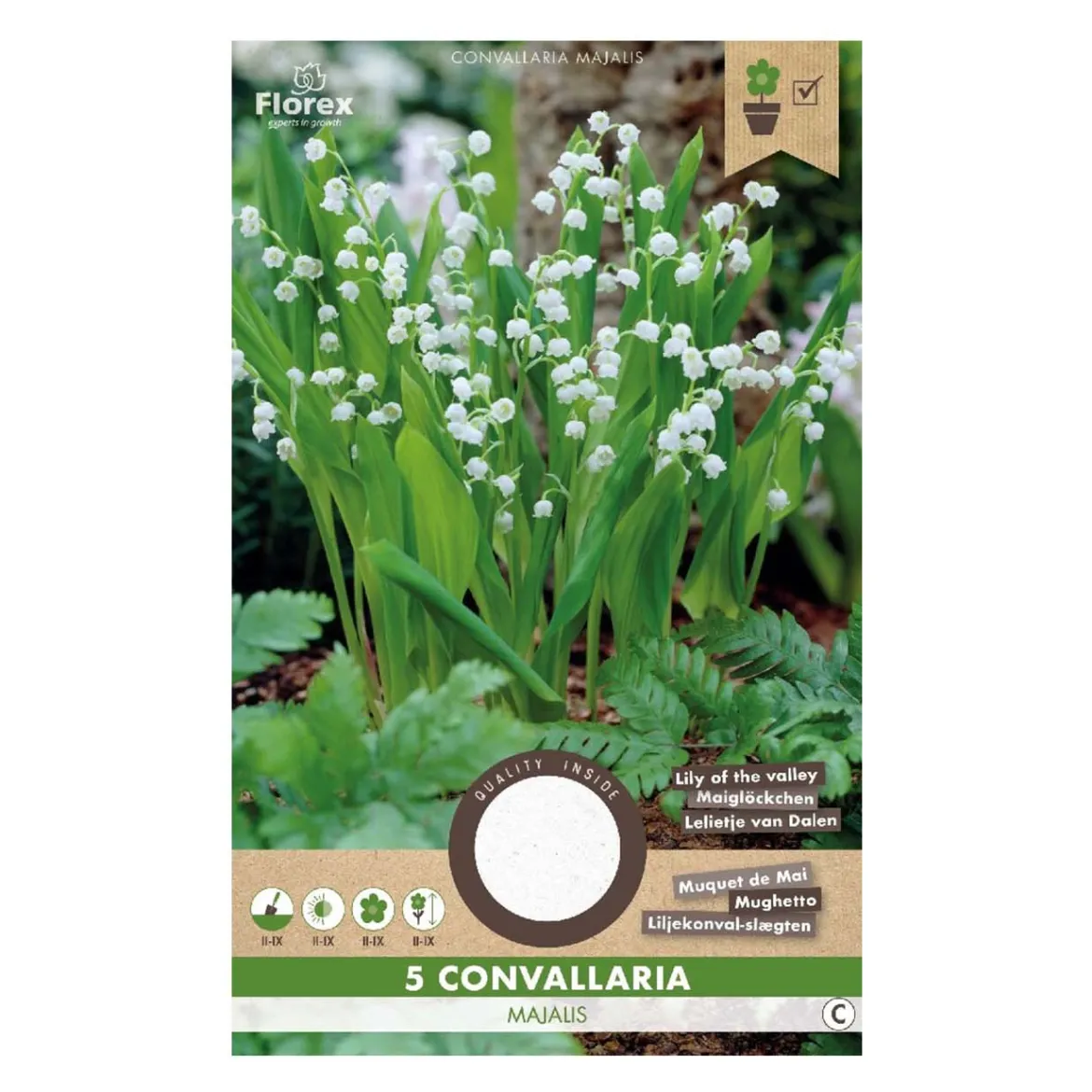 Liljekonval Convallaria majalis - 5 løg