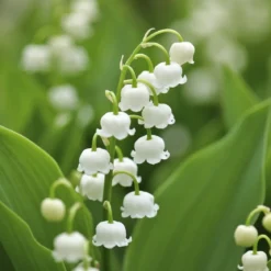 Liljekonval Convallaria majalis - 5 løg