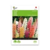 Lupin dværg blanding frø "Minarette" - Buzzy