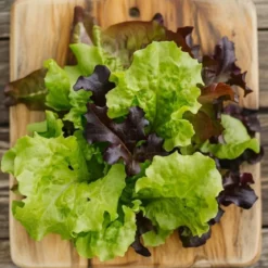 Mix Salat frø