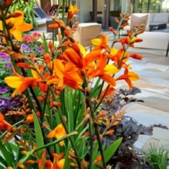 Montbretia Crocosmia orange - 20 løg