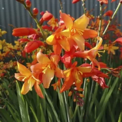 Montbretia Crocosmia orange - 20 løg
