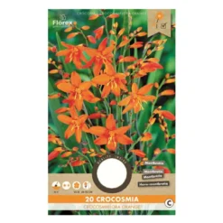 Montbretia Crocosmia orange - 20 løg