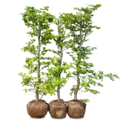 Nordic Gardens færdig bøgehæk "Fagus" - 140 cm
