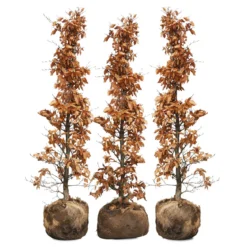 Nordic Gardens færdig bøgehæk "Fagus" - 140 cm