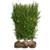 Nordic Gardens færdig ligusterhæk - "Liga" - 140 cm