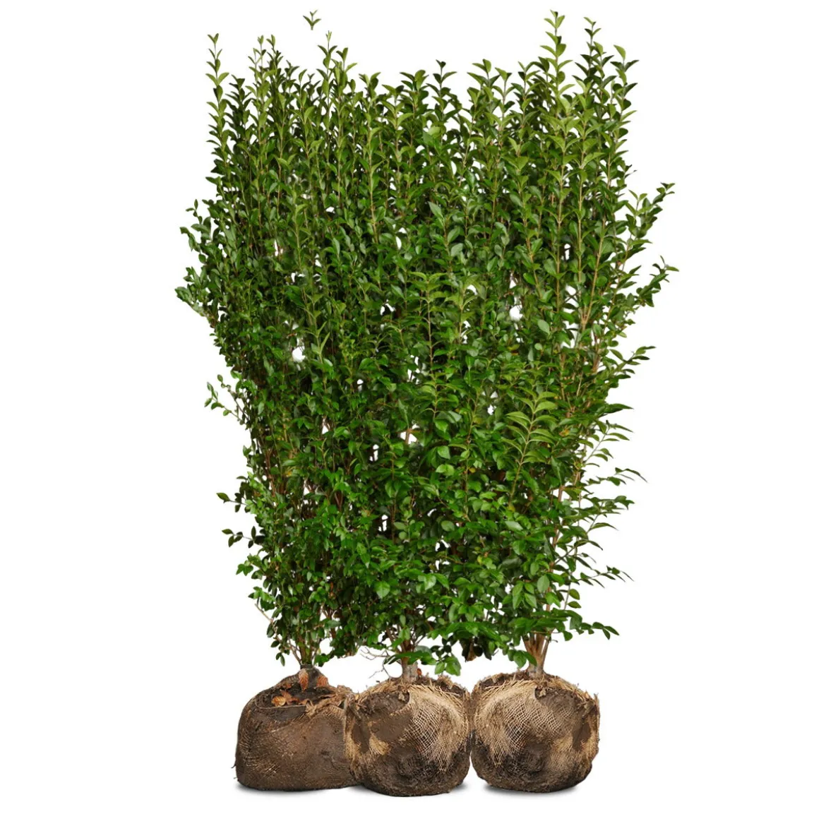 Nordic Gardens færdig ligusterhæk - "Liga" - 140 cm