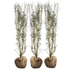 Nordic Gardens færdig ligusterhæk - "Liga" - 140 cm