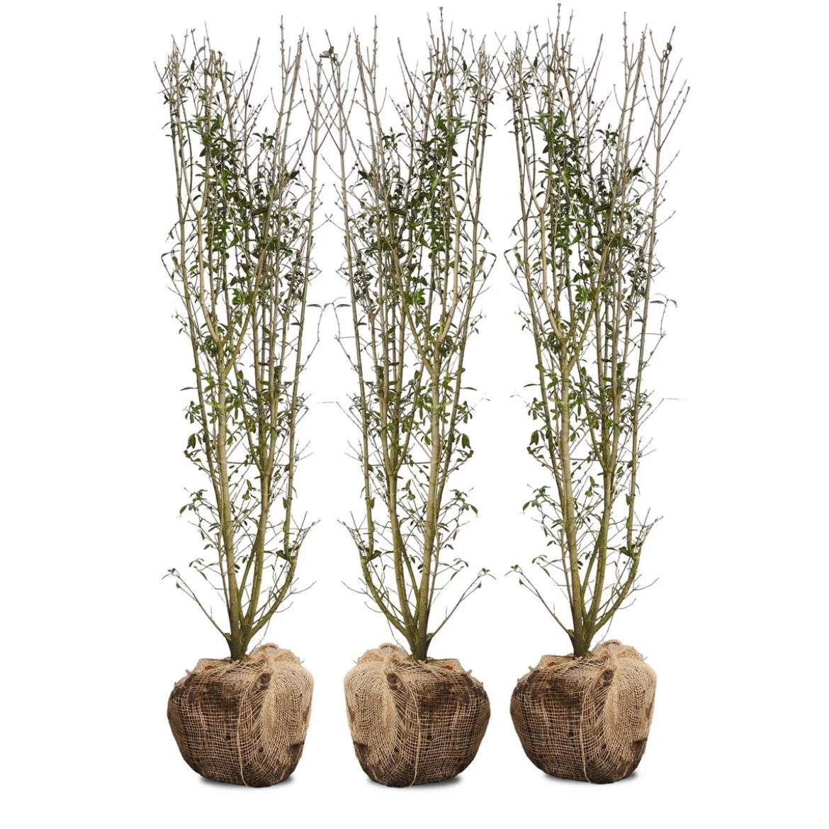 Nordic Gardens færdig ligusterhæk - "Liga" - 140 cm