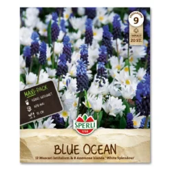 Perlehyacint & Anemone 'Blue Ocean'