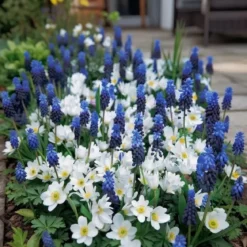 Perlehyacint & Anemone 'Blue Ocean'