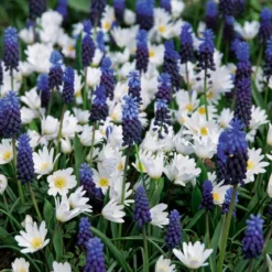 Perlehyacint & Anemone 'Blue Ocean'
