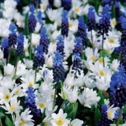 Perlehyacint & Anemone 'Blue Ocean'