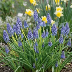 Perlehyacint 'Muscari Armeniacum'