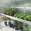 Plantebakke - Aptasia III-s