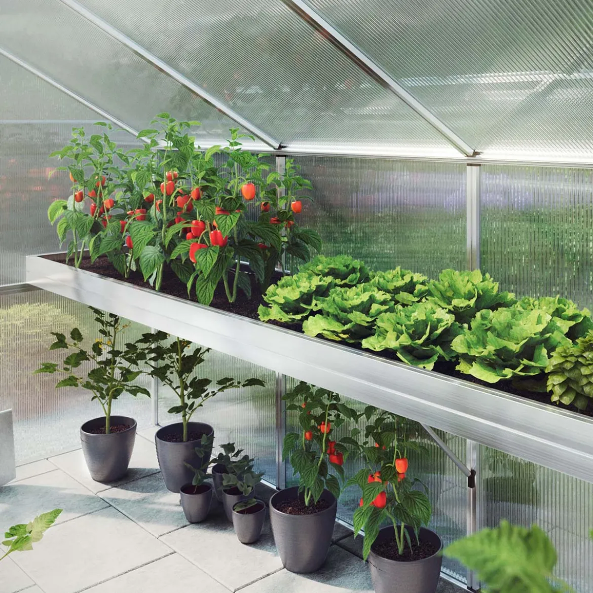 Plantebakke - Aptasia III-s