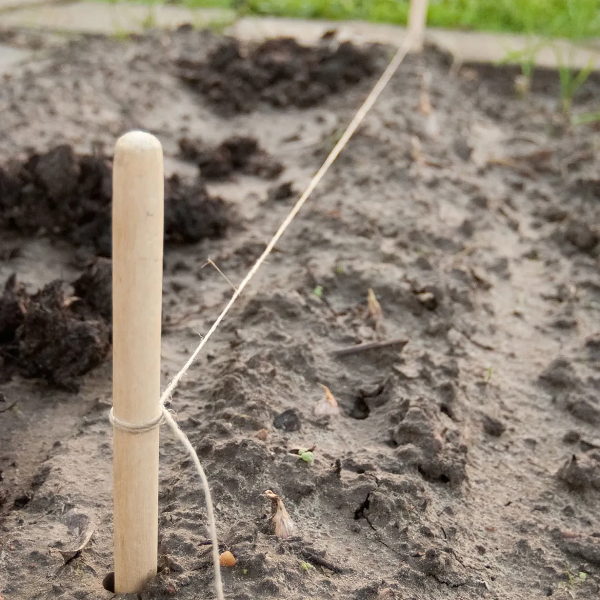 Plantesæt