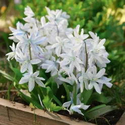 Porcelænshyacint, Puschkinia scilloides - 15 løg