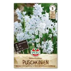 Porcelænshyacint 'Puschkinia scilloides'