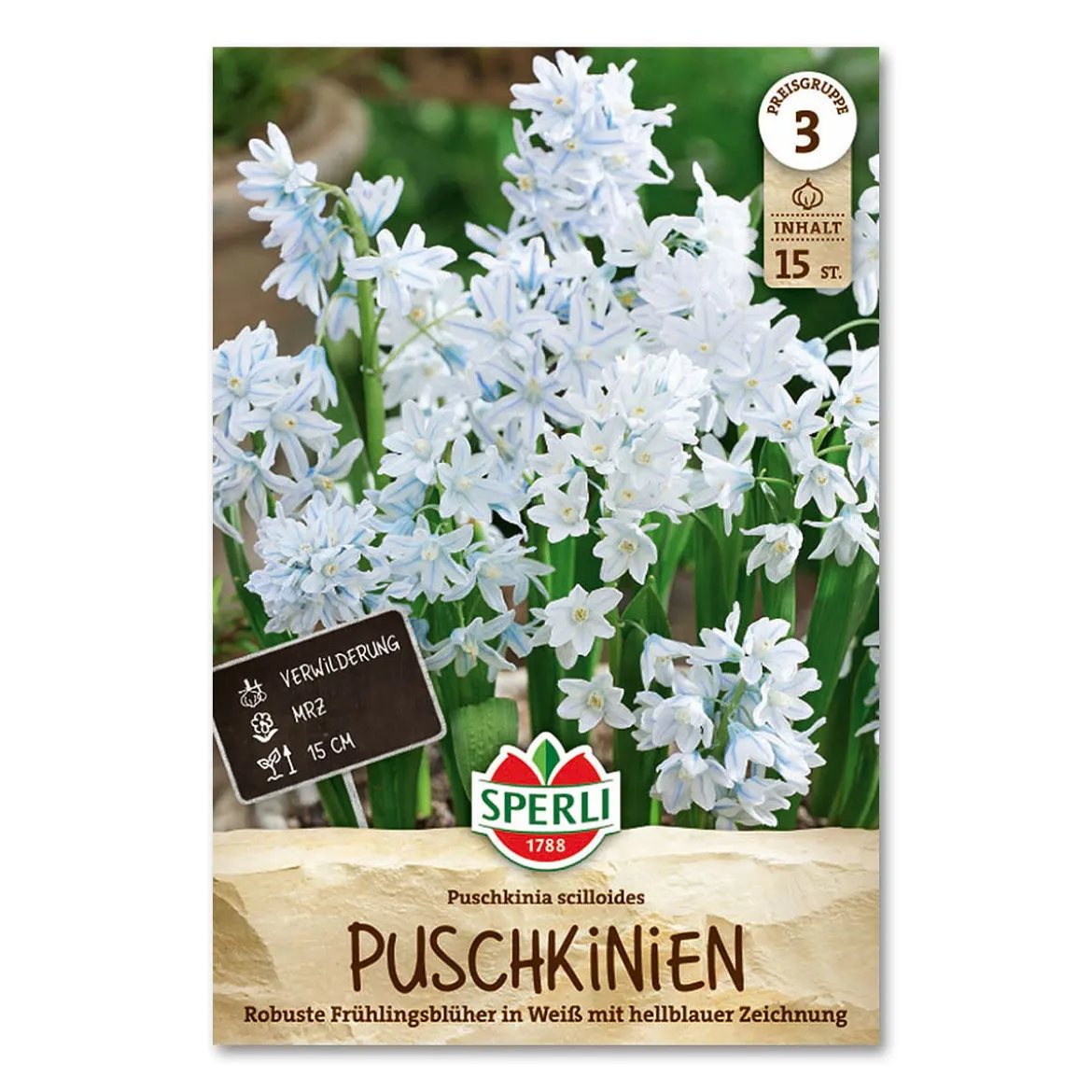 Porcelænshyacint 'Puschkinia scilloides'