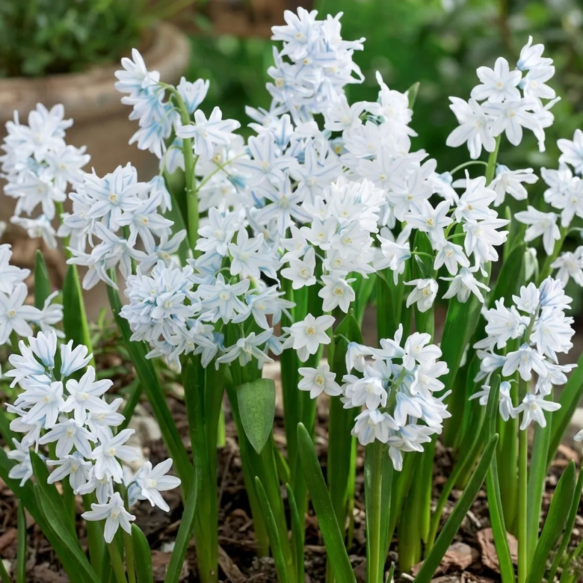 Porcelænshyacint 'Puschkinia scilloides'