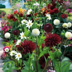 Pose med blandede blomsterløg, Persian night - 1 m2