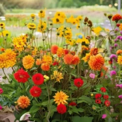 Pose med blandede blomsterløg, Sunny festival - 1 m2