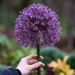 Prydløg 'Globemaster'
