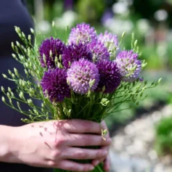 Prydløg 'Purple Sensation'