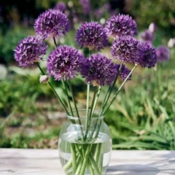 Prydløg 'Purple Sensation'